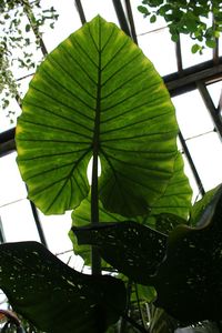 Low angle view of a leaf