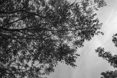 Low angle view of tree against sky