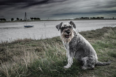 Portrait of dog on beach against sky