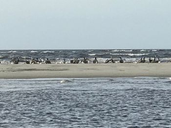 Birds swimming in sea against clear sky