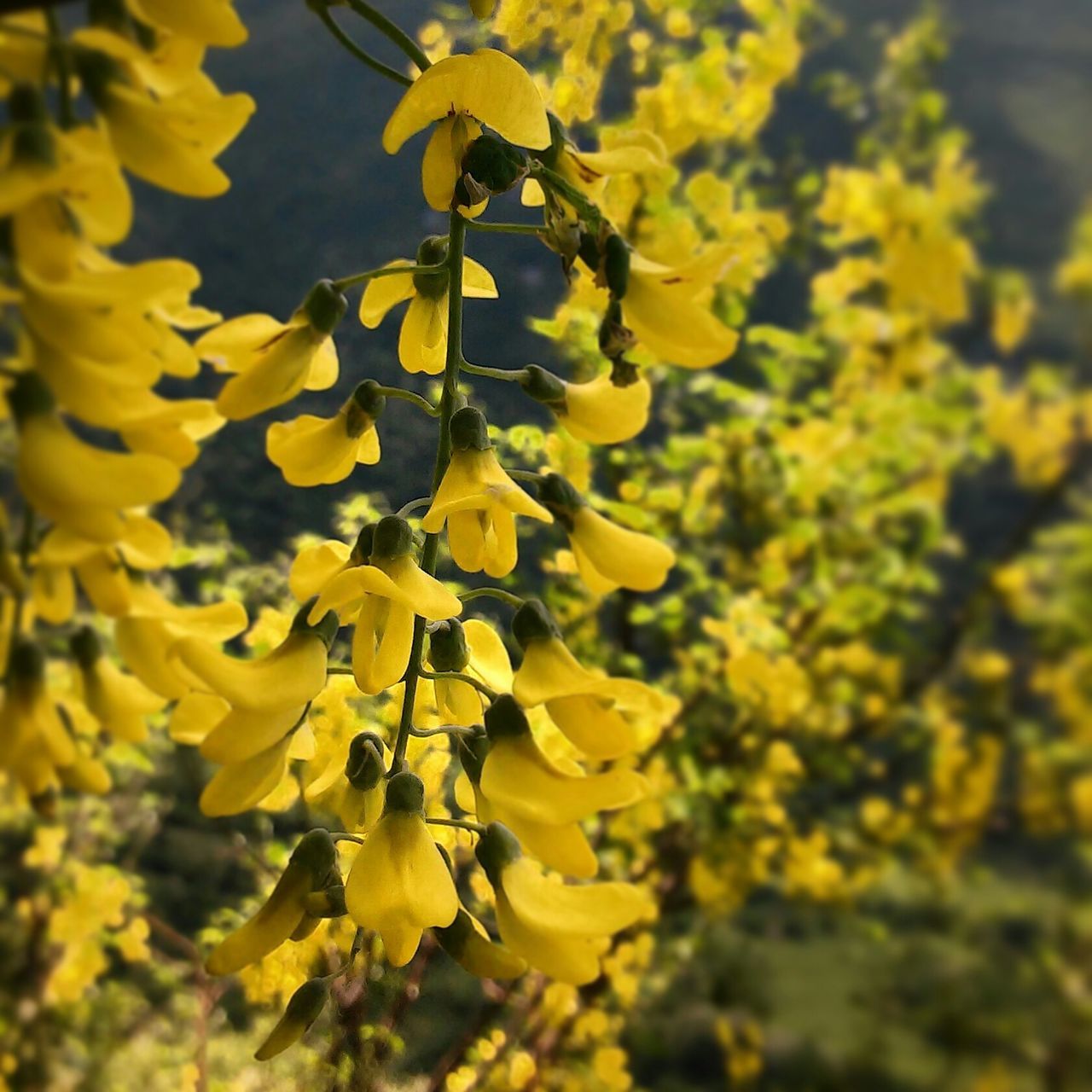 yellow, flower, growth, freshness, beauty in nature, fragility, nature, focus on foreground, petal, close-up, selective focus, plant, blooming, in bloom, outdoors, day, no people, tree, blossom, botany