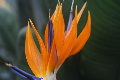 Close-up of orange flowering plant