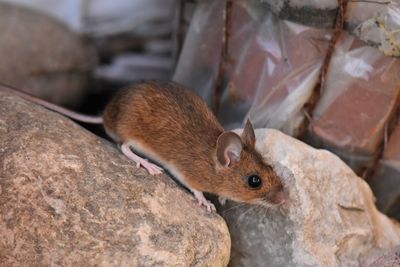 High angle view of mouse on rock