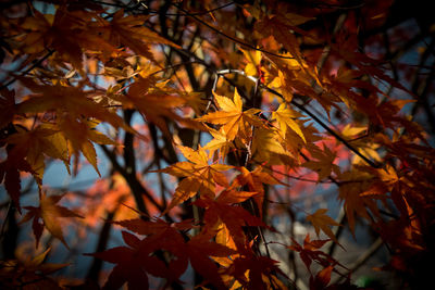 Close-up of maple leaves on branch