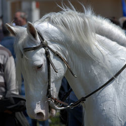 Close-up of a horse