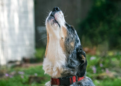 Close-up of dog outdoors