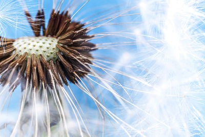 Close-up of dandelion against sky