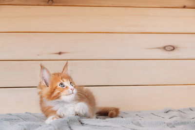 Cat sitting on hardwood floor