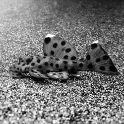 Close-up of butterfly on sand