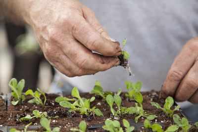 Close-up of hand planting seedlings