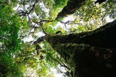 Scenic view of river amidst trees in forest