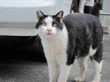 Portrait of cat standing on street