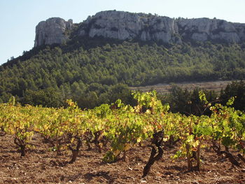 Scenic view of vineyard