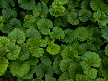 Full frame shot of green leaves