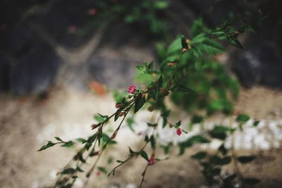 Close-up of flowers against blurred background