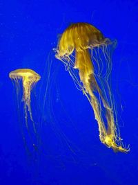 Close-up of jellyfish in sea