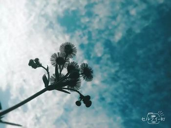 Low angle view of palm tree against sky