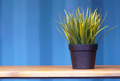 Close-up of potted plant on table against blue wall