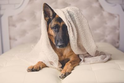 Close-up portrait of dog relaxing on floor