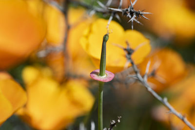Close-up of yellow flowering plant