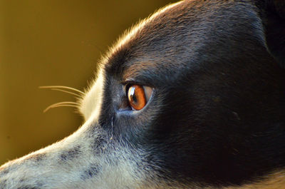 Close-up of a cat