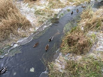 High angle view of birds in water