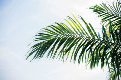 Low angle view of palm tree leaves against sky