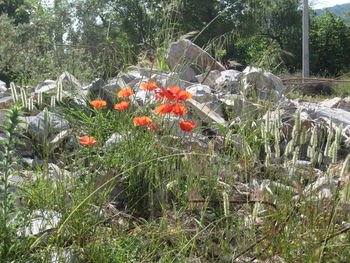 Close-up of flowers growing on tree