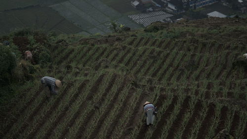 High angle view of crops on field