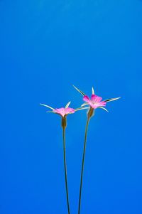 Close-up of pink flowering plant against blue sky