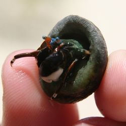Close-up of cropped hand