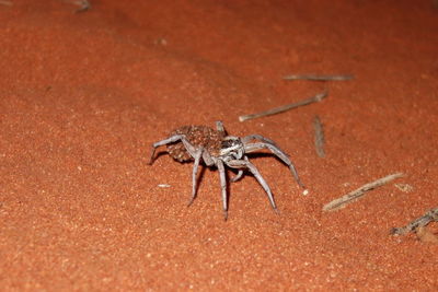 High angle view of insect on sand