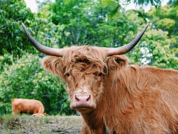 Cow in a field