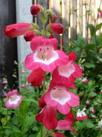 Close-up of red flowers blooming outdoors