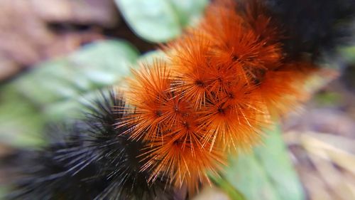 Close-up of plant against blurred background