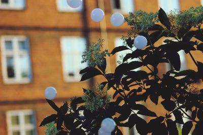 Close-up of plant against building