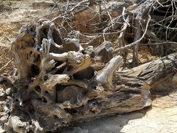 High angle view of driftwood on field