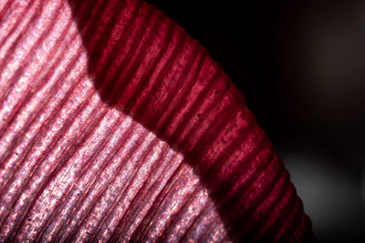 Full frame shot of pink fabric over black background