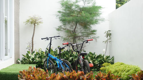 Plants by bicycle against wall