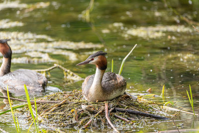 Mallard ducks at lakeshore