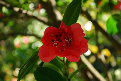 Close-up of red flower