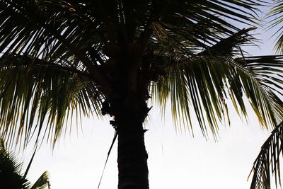 Low angle view of palm trees against sky