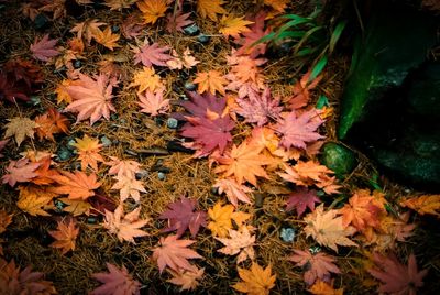 High angle view of maple leaves on tree during autumn