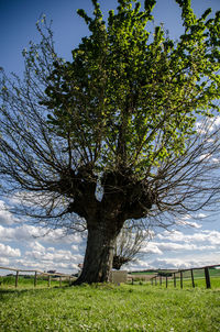 Tree on field against sky