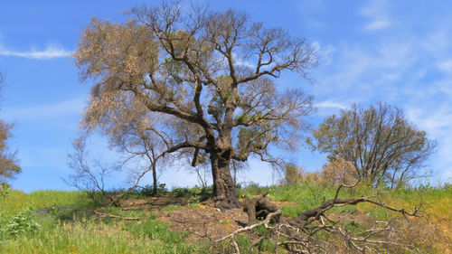 Trees on field against sky