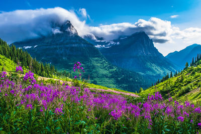 Purple flowers in mountains