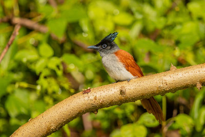 Close-up of bird perching on plant