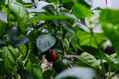 Ripening of pepper fruits among green foliage in a greenhouse on a summer day