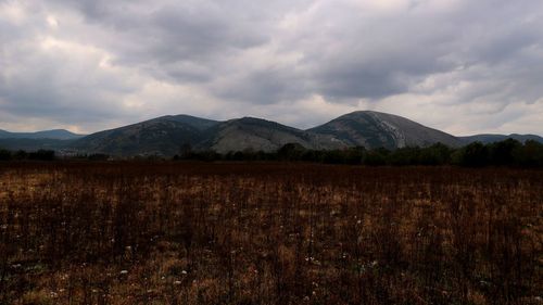 Scenic view of field against sky