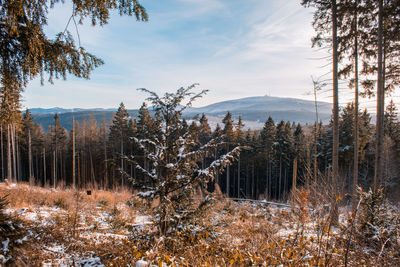 Plants growing on land against sky during winter